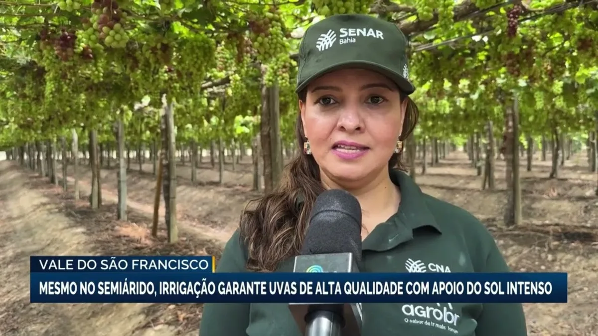 Campanha intensifica combate à pirataria de uvas patenteadas no Vale do São Francisco - Portal38