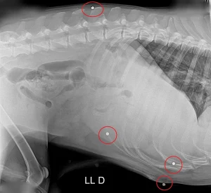 Homem é preso na zona rural de Montes Claros após atirar em cachorro por causa de horta - Portal38