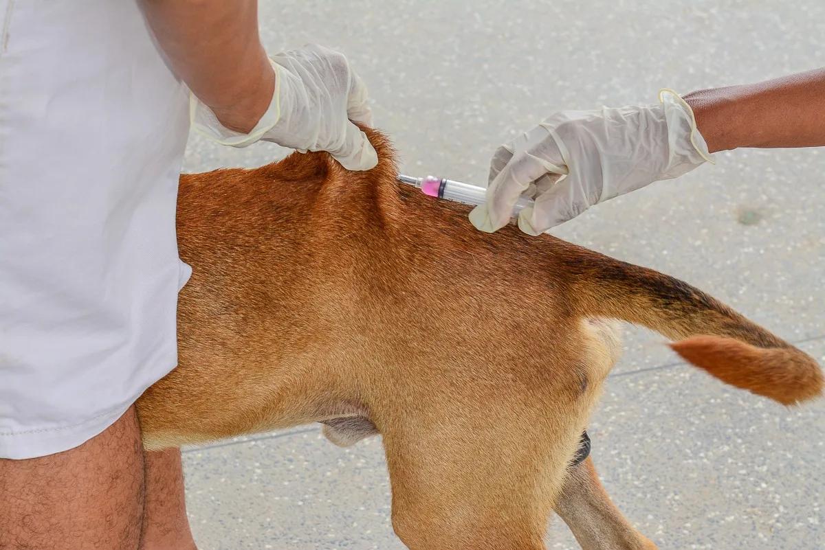 Montes Claros amplia vacinação animal após morcego com raiva ser achado na Região Sul - Portal38